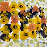 ♡new♡送料無料 ☆ビオラ☆ 押し花セット