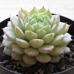 多肉植物　"マカダミア"