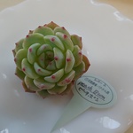 パクさん苗⭐️ピーチポン⭐️花歌農場⭐️多肉植物⭐️