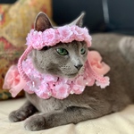 再販4【猫用】桜の花冠&ミニポンチョ