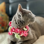 【猫用】お花ネックレス🌸