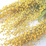 【ミモザのドライフラワー・小振り3枝】