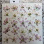 再販☆押し花素材39 啓翁桜 ケイオウサクラB ☆