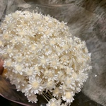 スターフラワー ブロッサム 白 30輪
