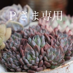 Ｐさま専用ページです