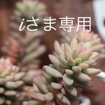 iさま専用です。