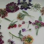 アリッサムの押し花