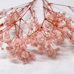 かすみ草 プリザーブド 週末限定   8