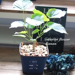 ꫛꫀꪝ✧‧おしゃれ❁観葉植物❁ウンベラータ