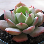 多肉植物　"キルヒネア"