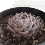 多肉植物　”ヒアリナ”
