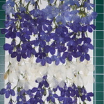 押し花商品【ロベリア3色】