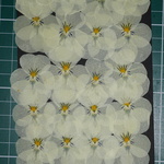 押し花商品【ビオラ　薄黄色】
