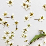 シェア花材☆押し花 コデマリ ホワイト 50輪
