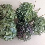 秋色紫陽花５本セット