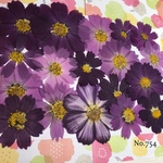♡new♡作家様必見♡ 可愛いコスモスお花がいっぱい♡ 押し花セット