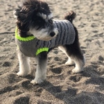 犬服＊手編みニット  蛍光リブ ボーダーセーター