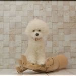 羊毛フェルト　犬　小さなプードルさん（白）　手のひらサイズ　犬フィギュア