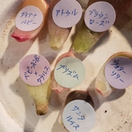 多肉植物❤種類いっぱい❤葉挿し❤
