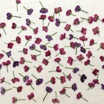 押し花61 アリッサム