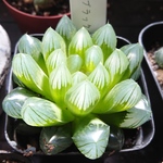 ハオルチア 巨窓 ブラックオブツーサ                                                      多肉植物寄せ植えセット、抜き苗プラグ苗