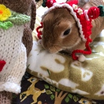 いちご🍓はいらんかえ〜帽