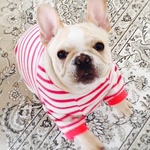 犬服オーダー★シンプルボーダーTピンク中型犬小型犬フレンチブルドッグパグ