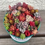 紅葉中♡ 新品缶 ♡ネルソルで固まってる寄せ植え♡多肉植物♡可愛い