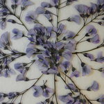 押し花素材 ハーデンベルギア フラミンゴ