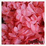 再販×9☆送料込み♪ドライフラワー紫陽花（アジサイ）☆ストロベリー     