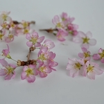 枝付き桜のドライフラワー＊handmade