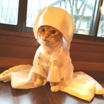 猫の嫁入り　白無垢　白霧