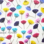 押し花素材 ： かすみ草 - 着色 -　【 プチ押し花シリーズ 】