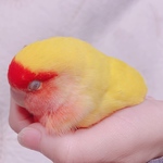 ふゆえる専用