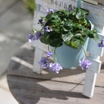 tさま専用*パルマスミレ*オーロラ