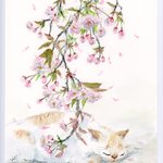 桜／ポストカードセット／B