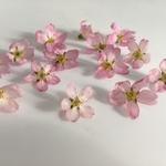 桜のドライフラワー♡１3輪