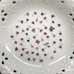 アリッサム15(押し花)