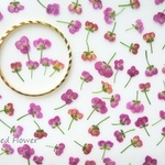 押し花素材： 小花（アリッサム）♡