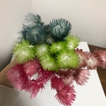 送料込！大地農園 シルバーデージー 訳あり品