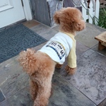 犬服 ミモザカラーのラグランTシャツ 長袖