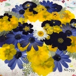 ♡new♡ 送料無料！¥1390 ♡たっぷり押し花セット♡