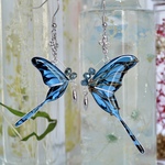 normal model , real version , Papilio maackii