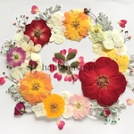 商品入れ替えセール【天然無着色】バラのリース 押し花素材1015