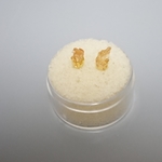 とろりとあま～い蜂蜜カラー☆インペリアルトパーズの小粒ピアス