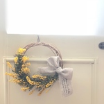 銀葉アカシアのリース