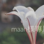 こちらはmaan様専用 ミモザスワッグ レース仕立て