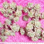 多肉植物 ピンクラウル 韓国苗