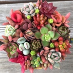  紅葉中♡ 新品缶 ♡ネルソルで固まってる寄せ植え♡多肉植物♡可愛い