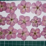 押し花商品【梅】
